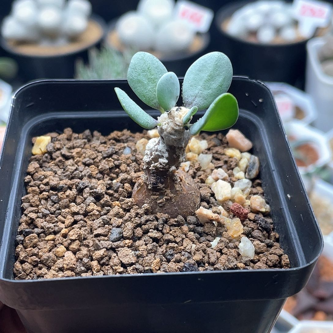 实生恩特美宙斯厚敦菊