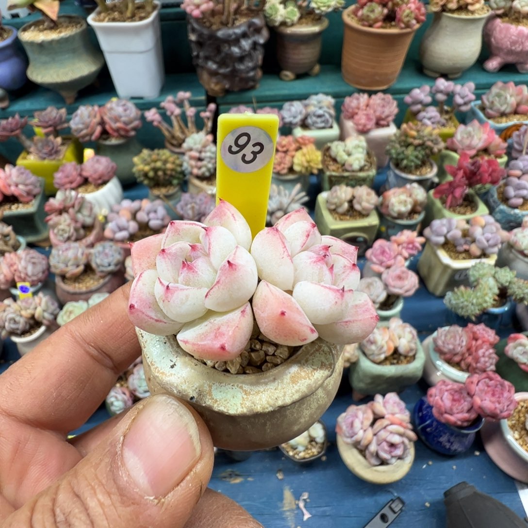 d***693号佳人带盆土发