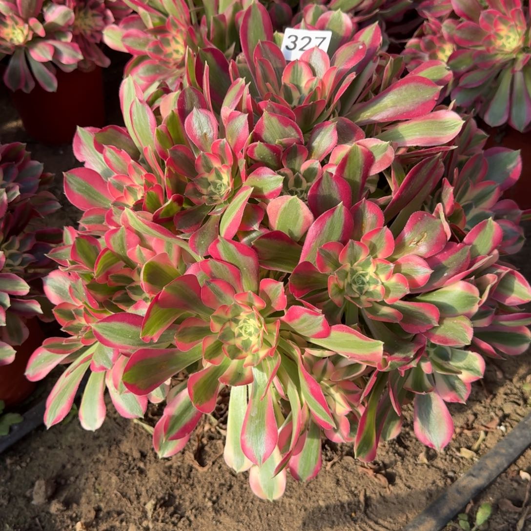 妖月法师多肉327号法师多肉