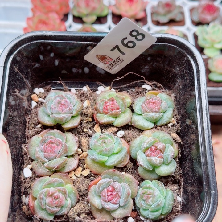 多肉植物多肉植物