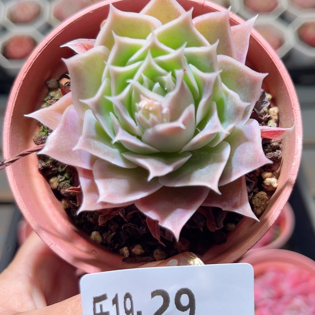 乐19-29 蓝丝绒单头