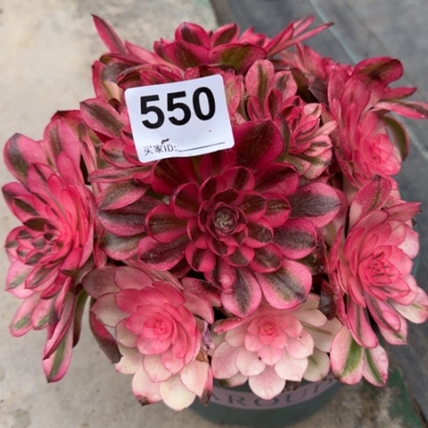 550荔枝20厘米左右朵朵