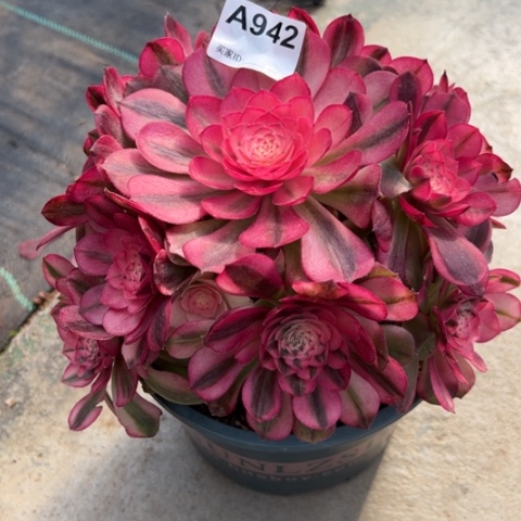 942荔枝20厘米左右