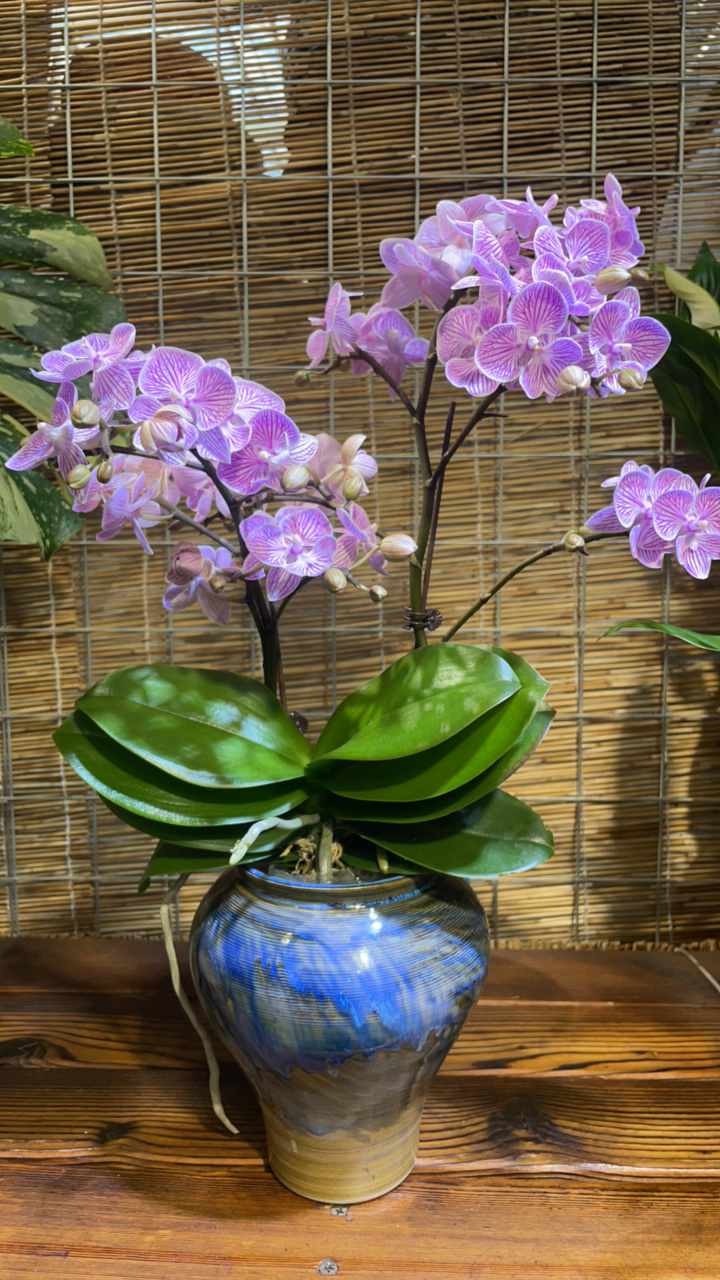 蝴蝶兰 原盆（瓷盆单拍）