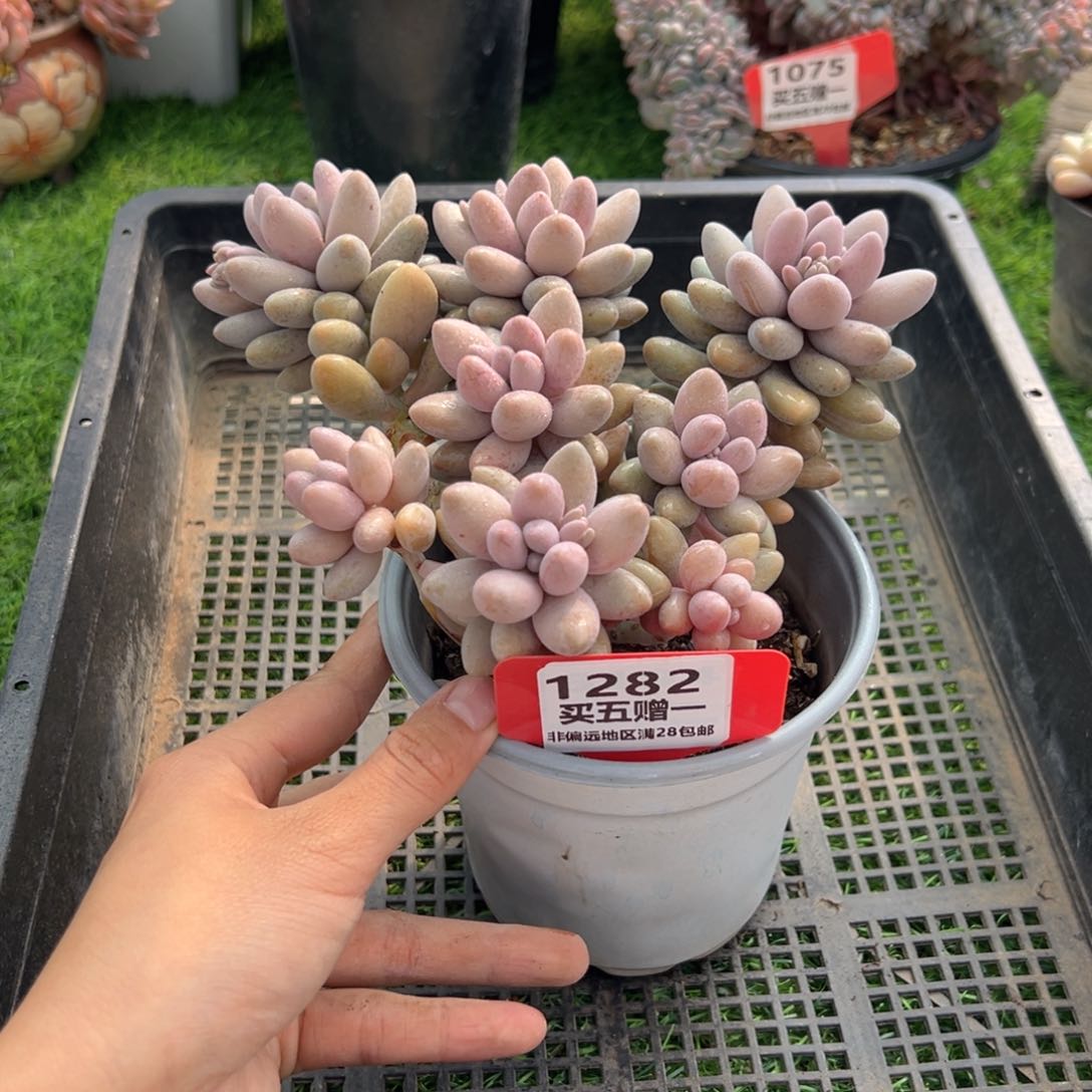 表妹精品多肉1282.