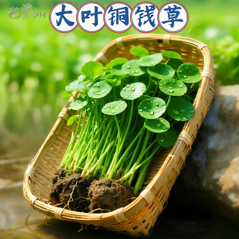 铜钱草水培土培植物盆栽室内客厅办公桌面金钱草盆栽好养花卉绿植