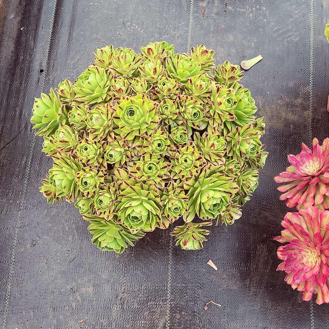 碧火法师多肉植物