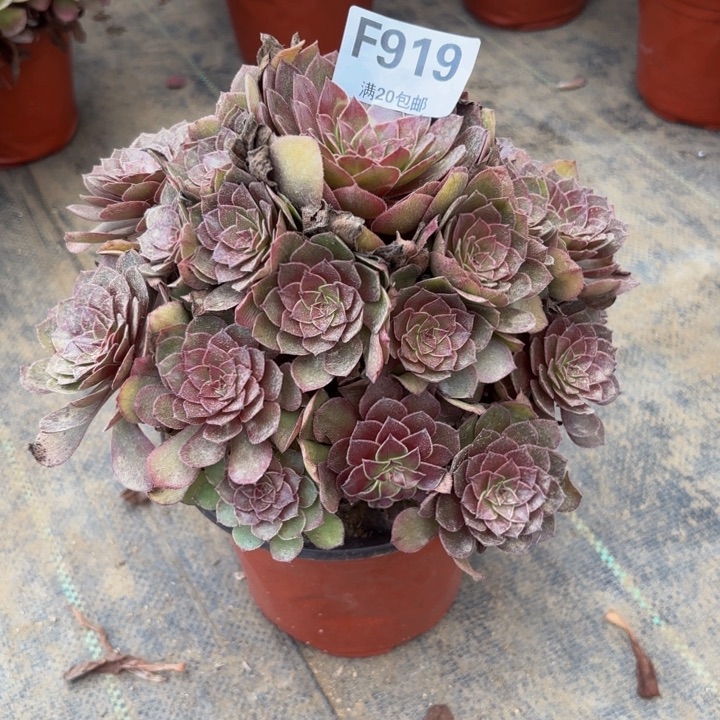 瑞妈多肉园艺919桃花石