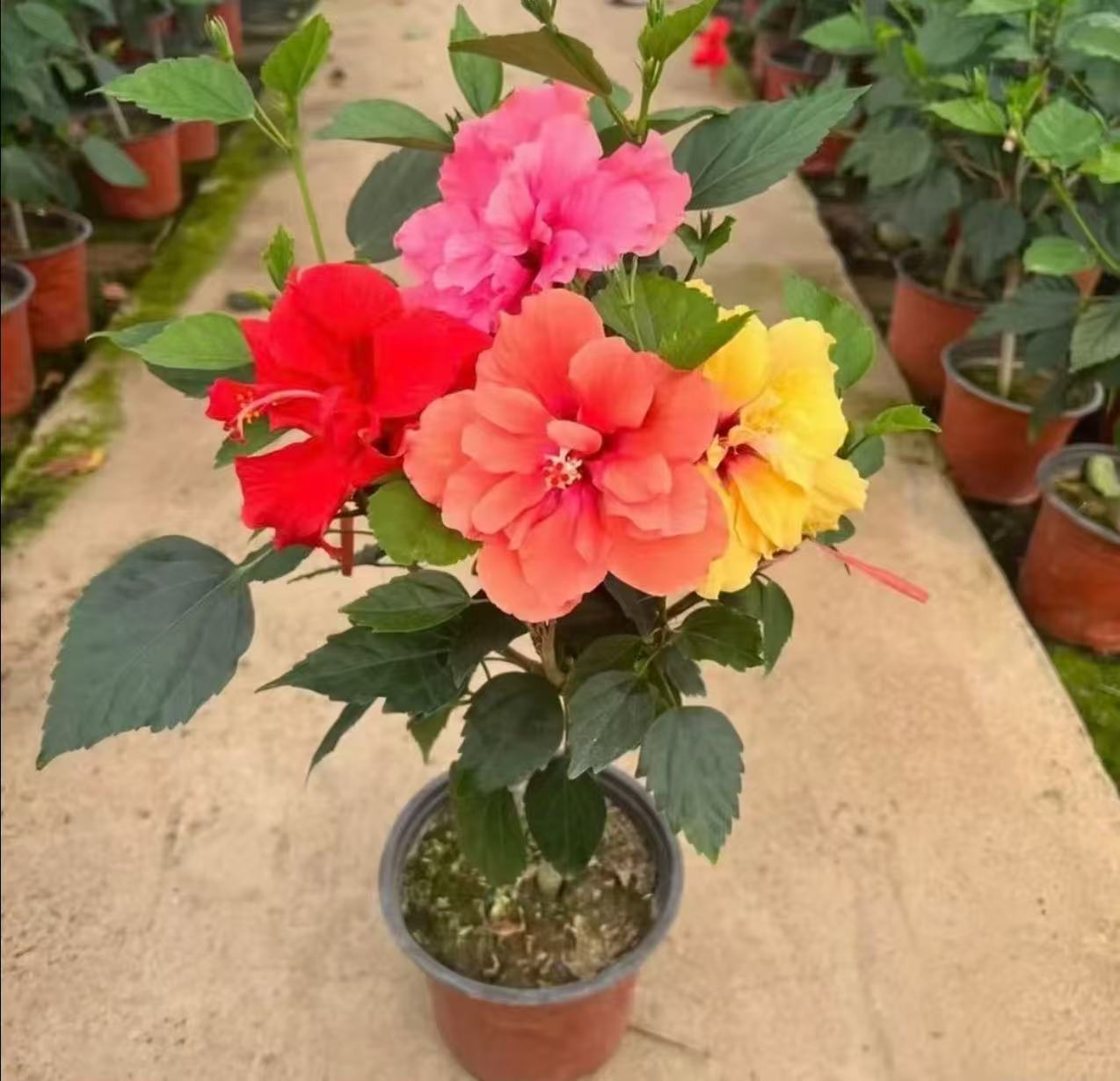 （新疆包邮）重瓣木槿花苗四季开花耐热好养室内花卉盆栽