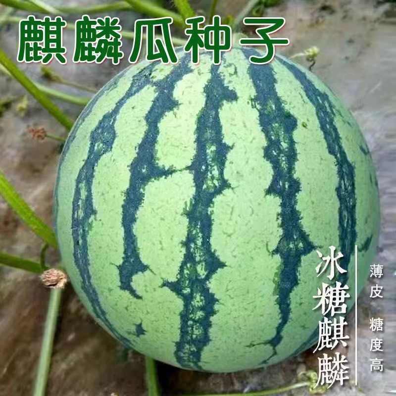 南方8482西瓜无籽西瓜甜王麒麟瓜蔬菜水果巨型四季特大少籽孑