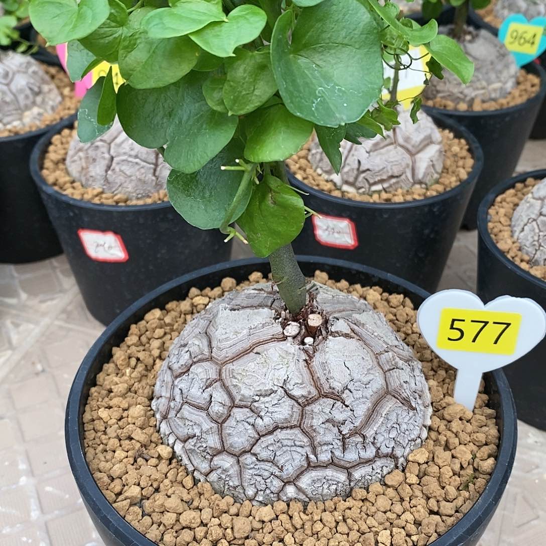 南非龟甲龙龟甲龙