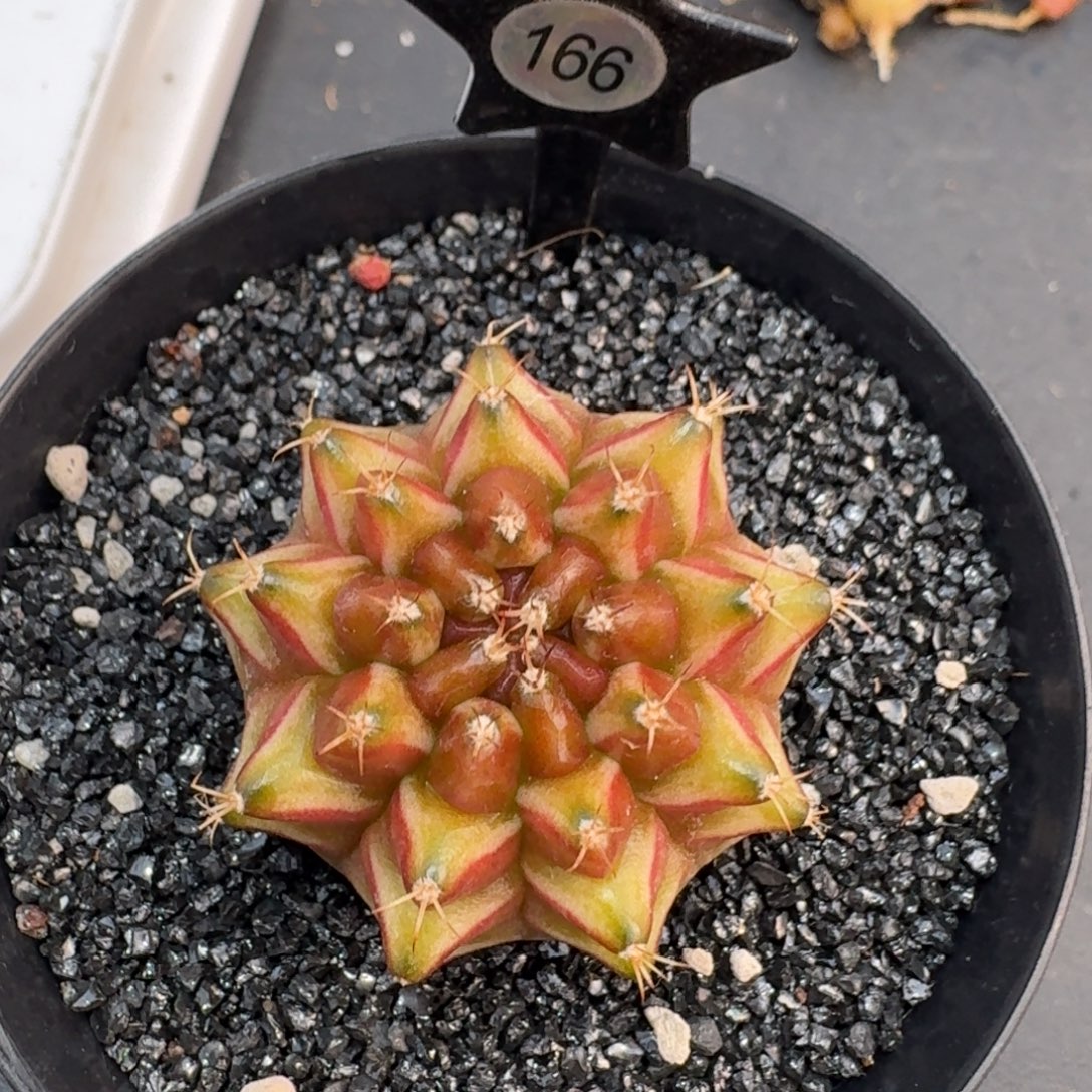 狸***ᴳ米哈实生自然锦166