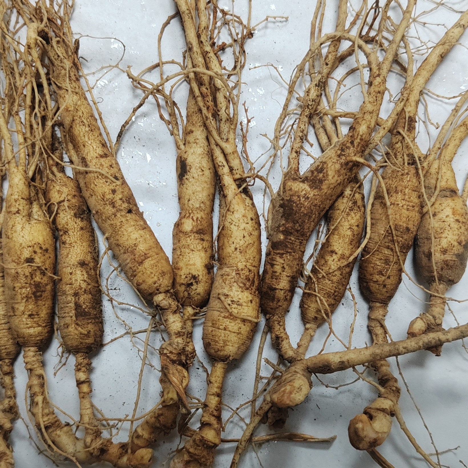 长白山食用新鲜林下参