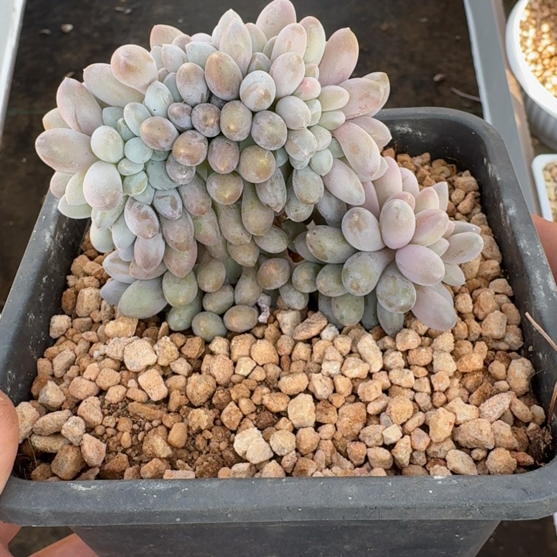 汤圆 缀化  一物一拍