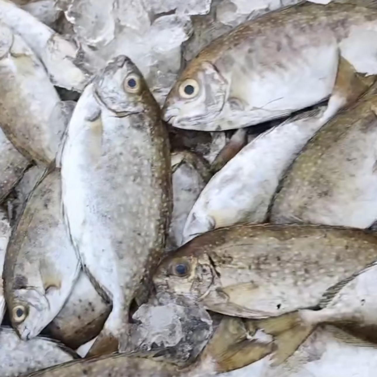 泥猛鱼野生苦肚鱼阳江新鲜海鲜生鲜海鱼鬼婆鱼（约6条/斤）默认帮杀