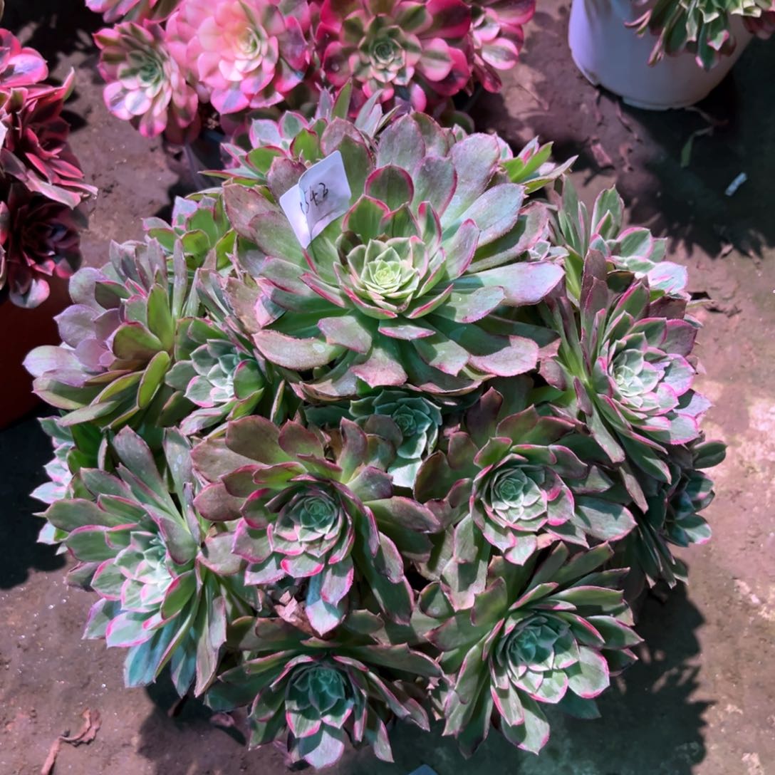 多肉植物荷花542