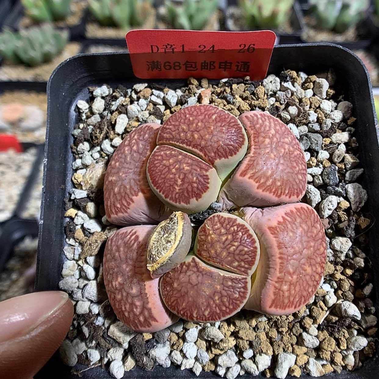 【闪购商品】1-24-26 红窗菊一颗 