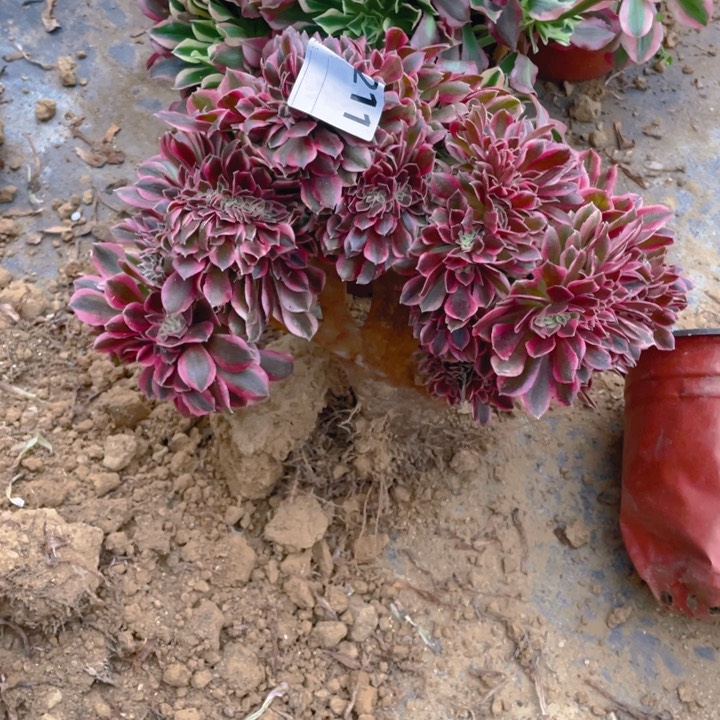 多肉粉女巫缀化211