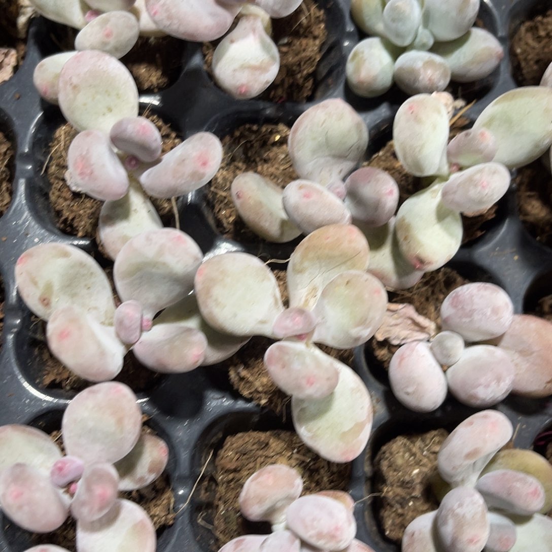 精品大叶奶多肉植物