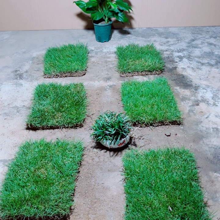 平***运无花朵马尼拉草坪包邮价格，。。