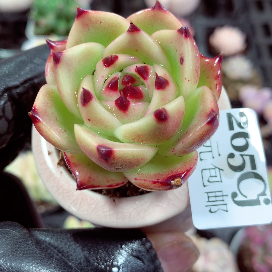 5厘米盆精控多肉265