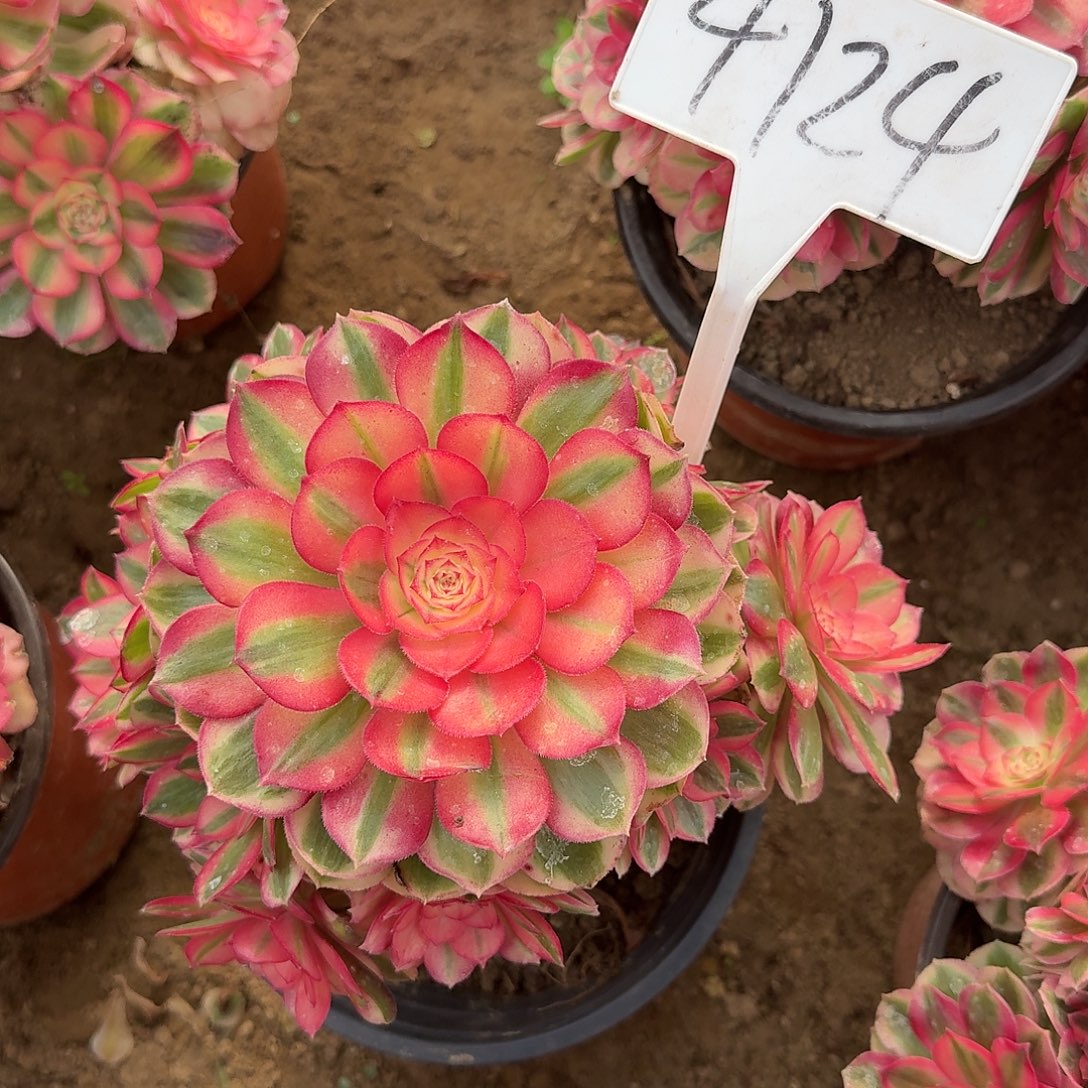 好***见4124倾城多肉法师多肉