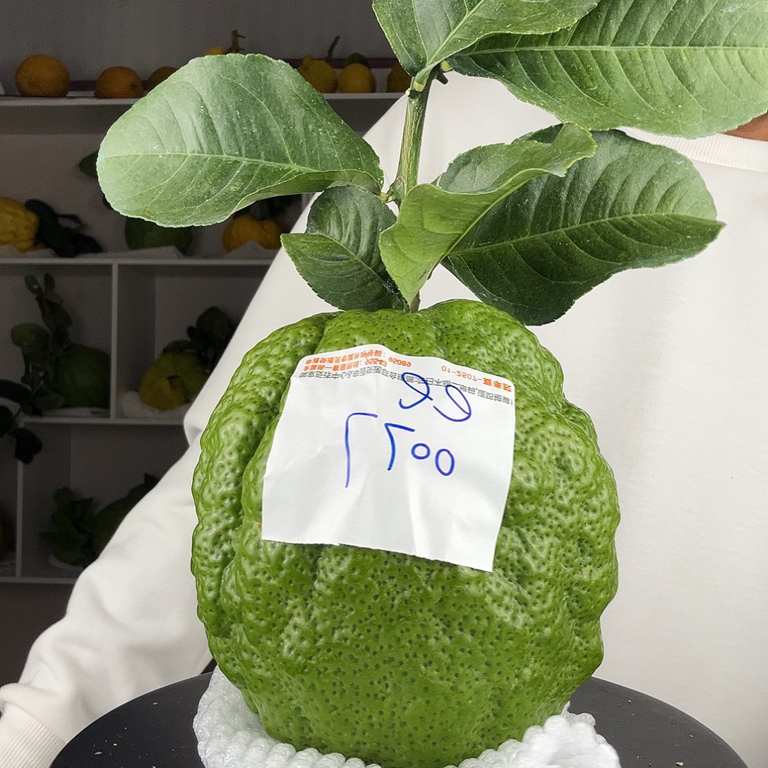 e***e香水柠檬云南高山大箱橼