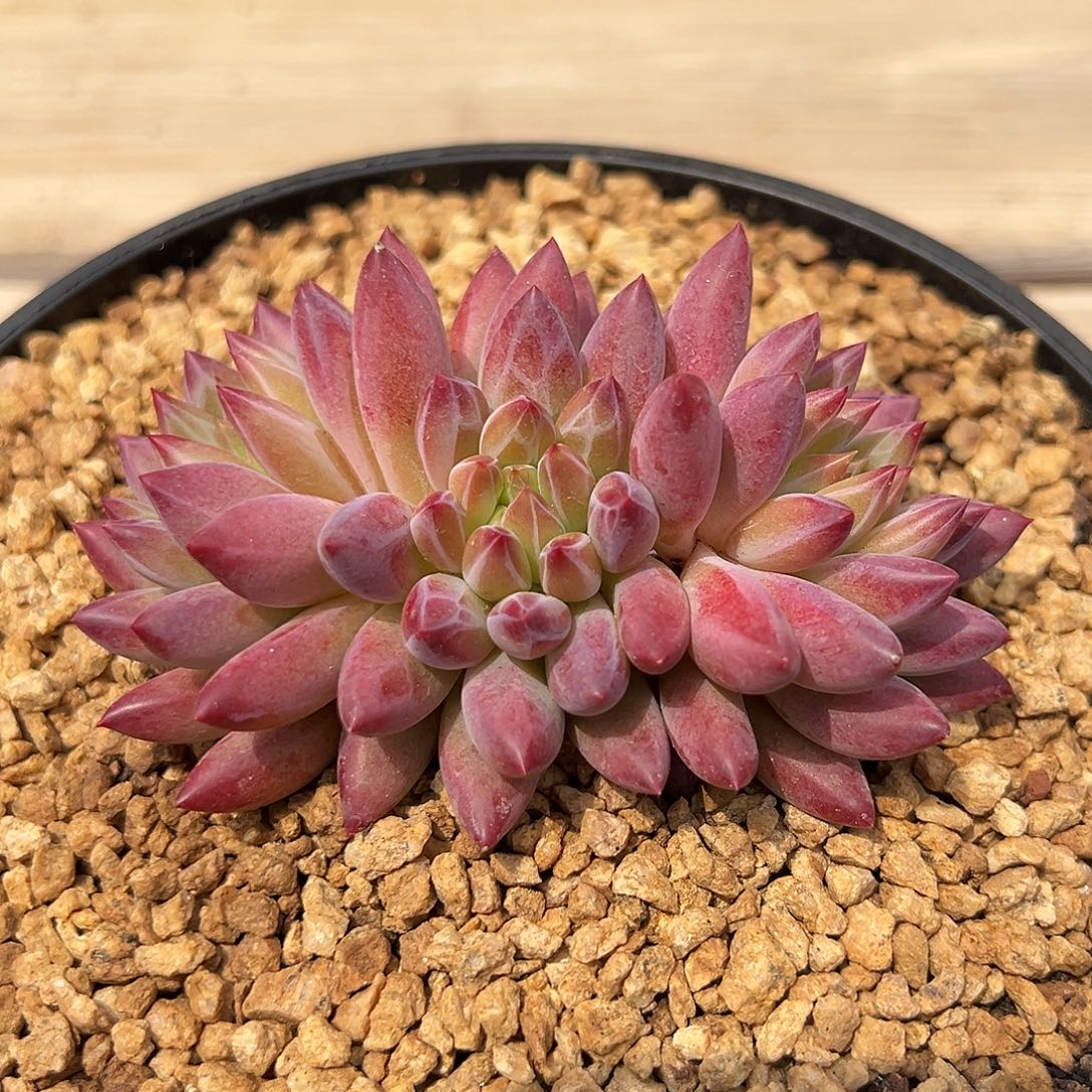 8-11-08钻石虞美人