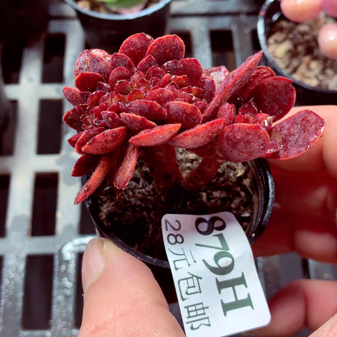 5厘米盆精控多肉879