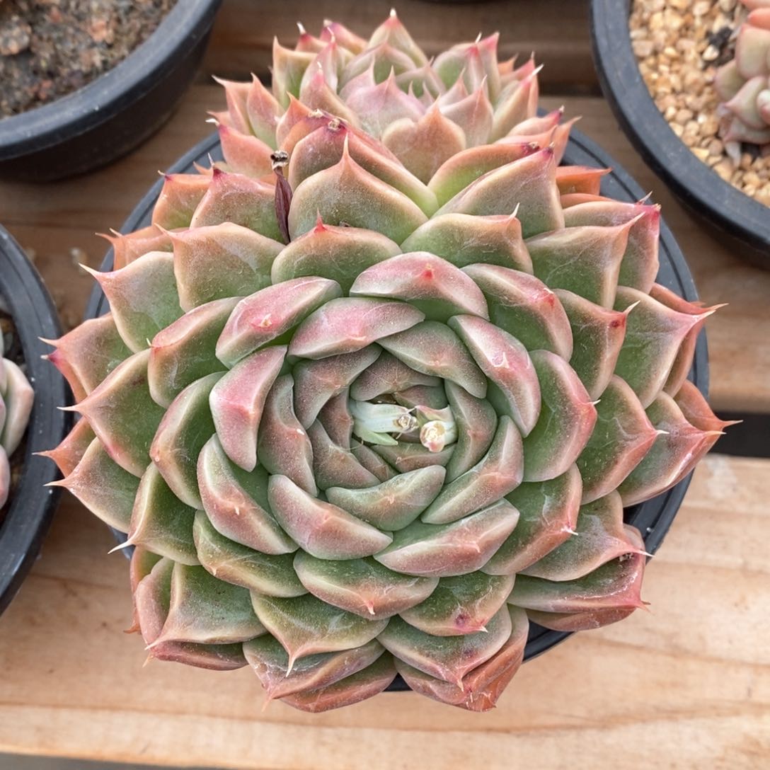 精品多肉一物一拍不包整16