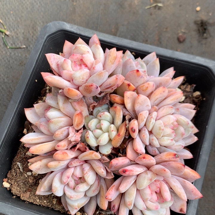 多肉植物梦露自然群