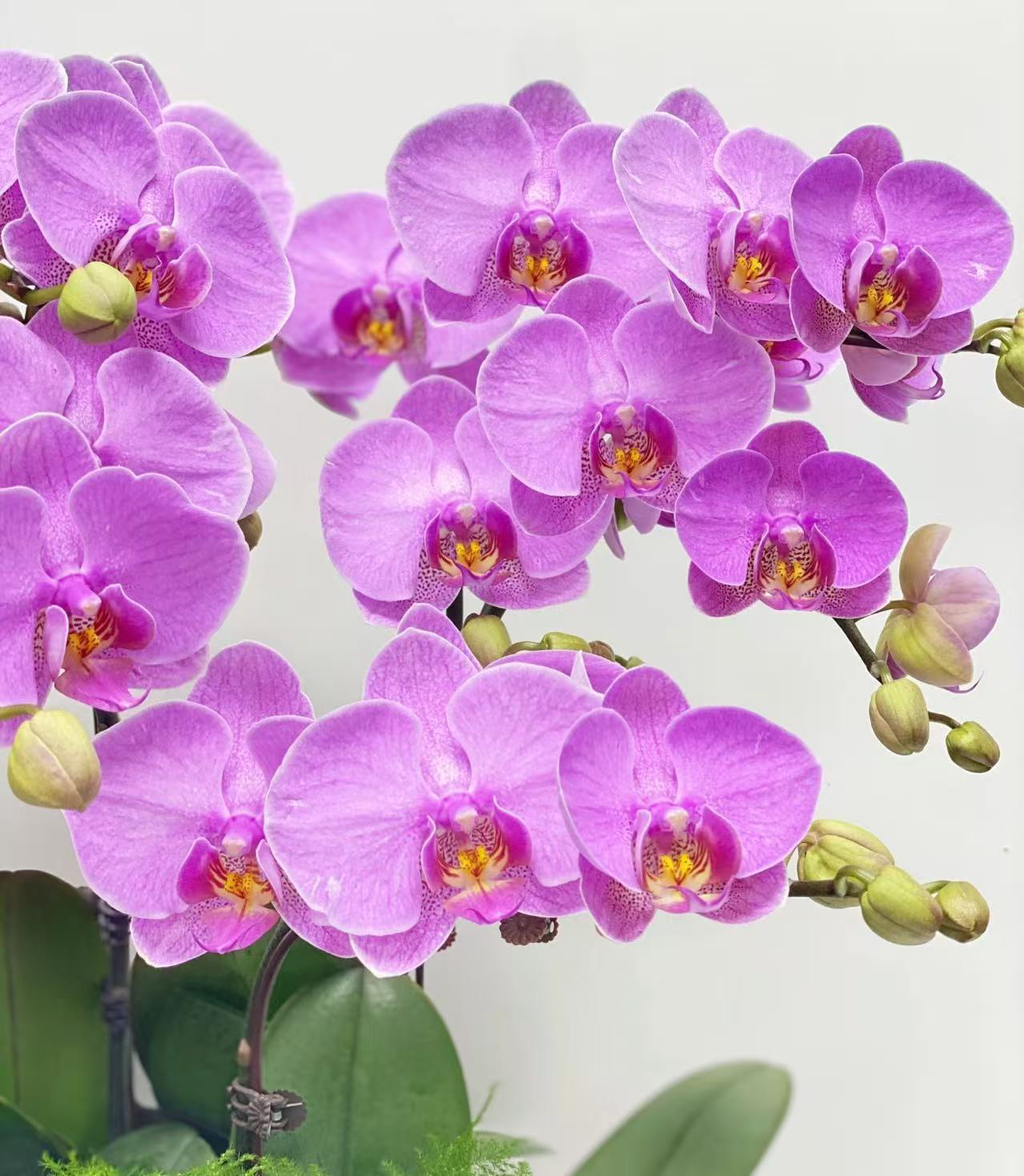 明日之星蝴蝶兰，花多，赠树脂盆