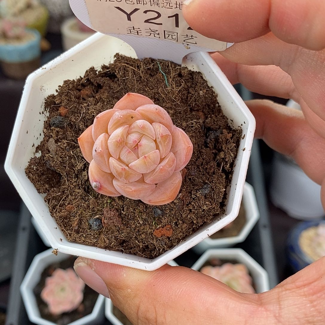 0212 不知名3cm 单头 