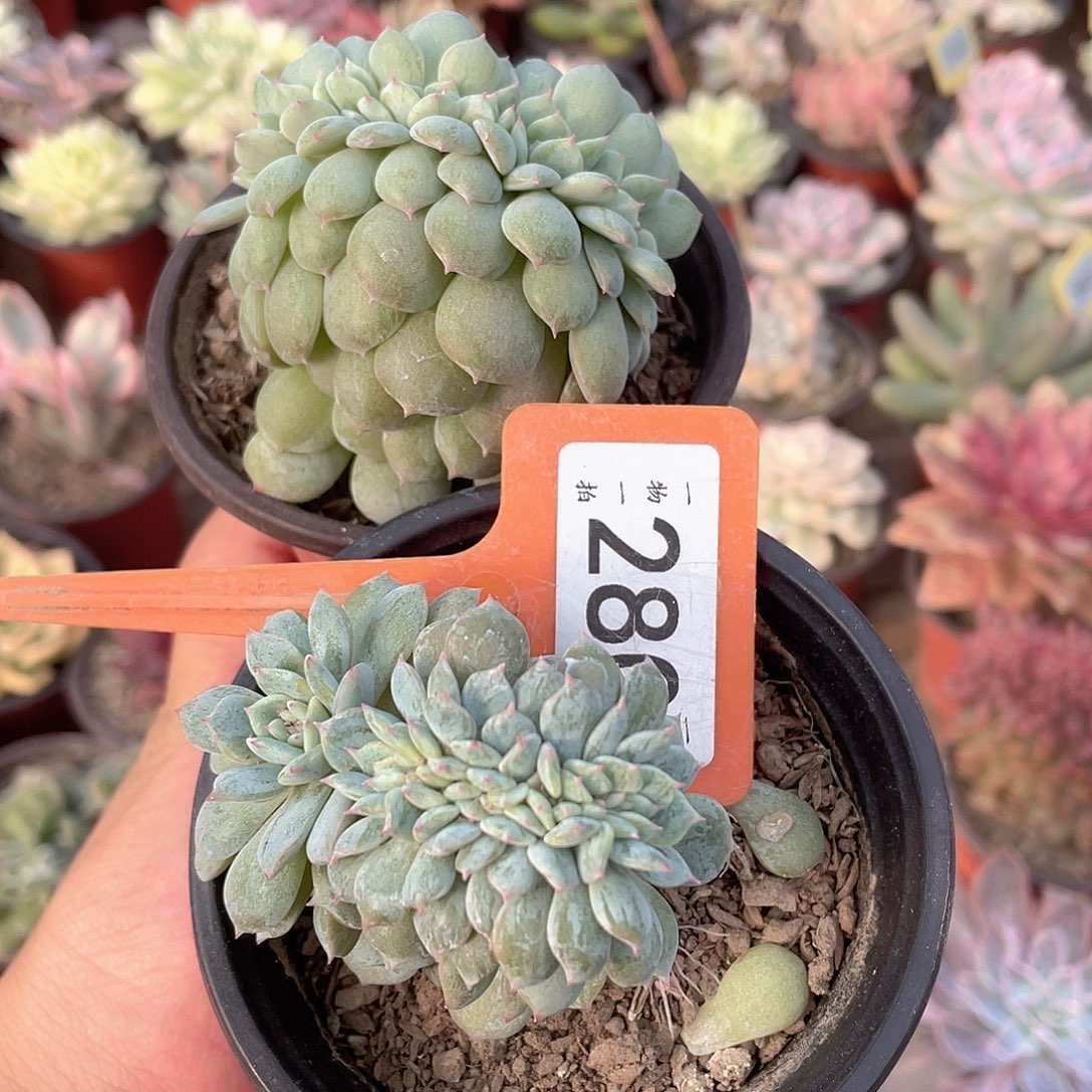 好****280号两个一组多肉