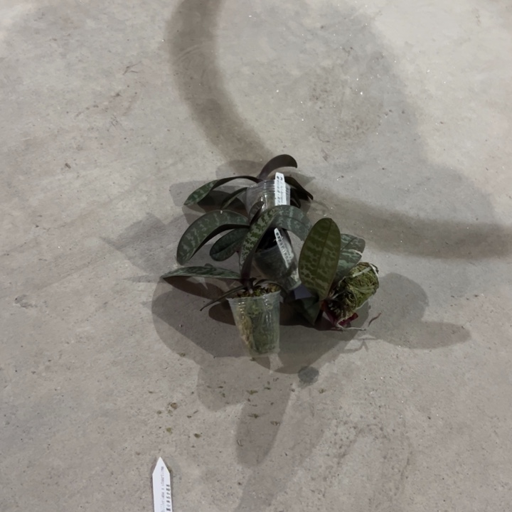 不开花植物银叶西X史1.7