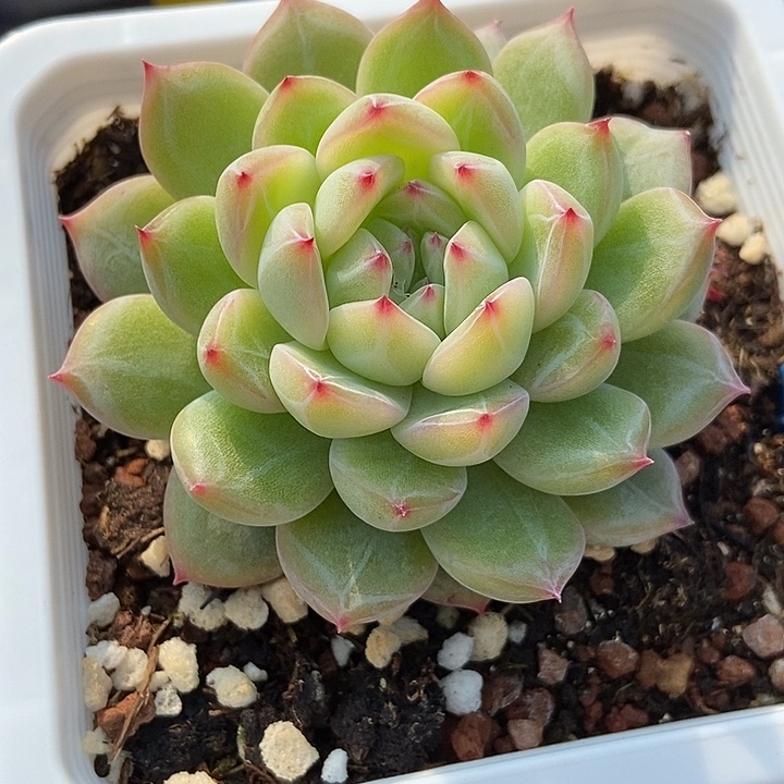 多肉植物雪花2081多肉