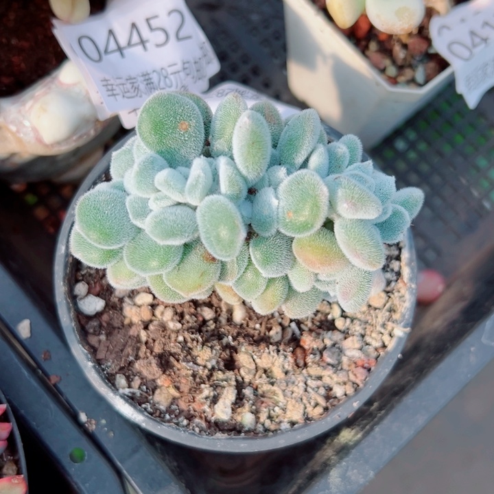 幸运的人会遇到你喜欢你喜欢