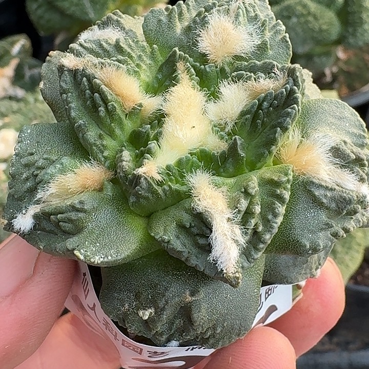 无花朵苗接龟甲026