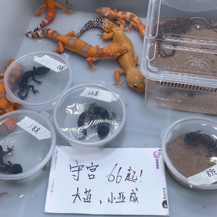 豹纹守宫豹纹守宫直播间168个体