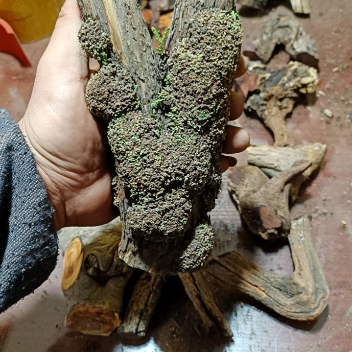 单***生香榧木崖柏原叉崖柏原叉崖柏原叉