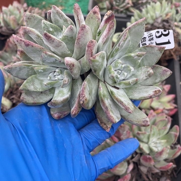 931号泡芙苹果叶杂交多肉