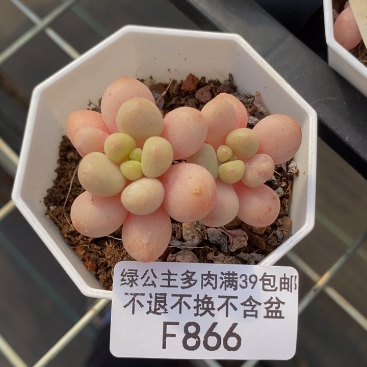 鱼子酱5cm866多肉植物