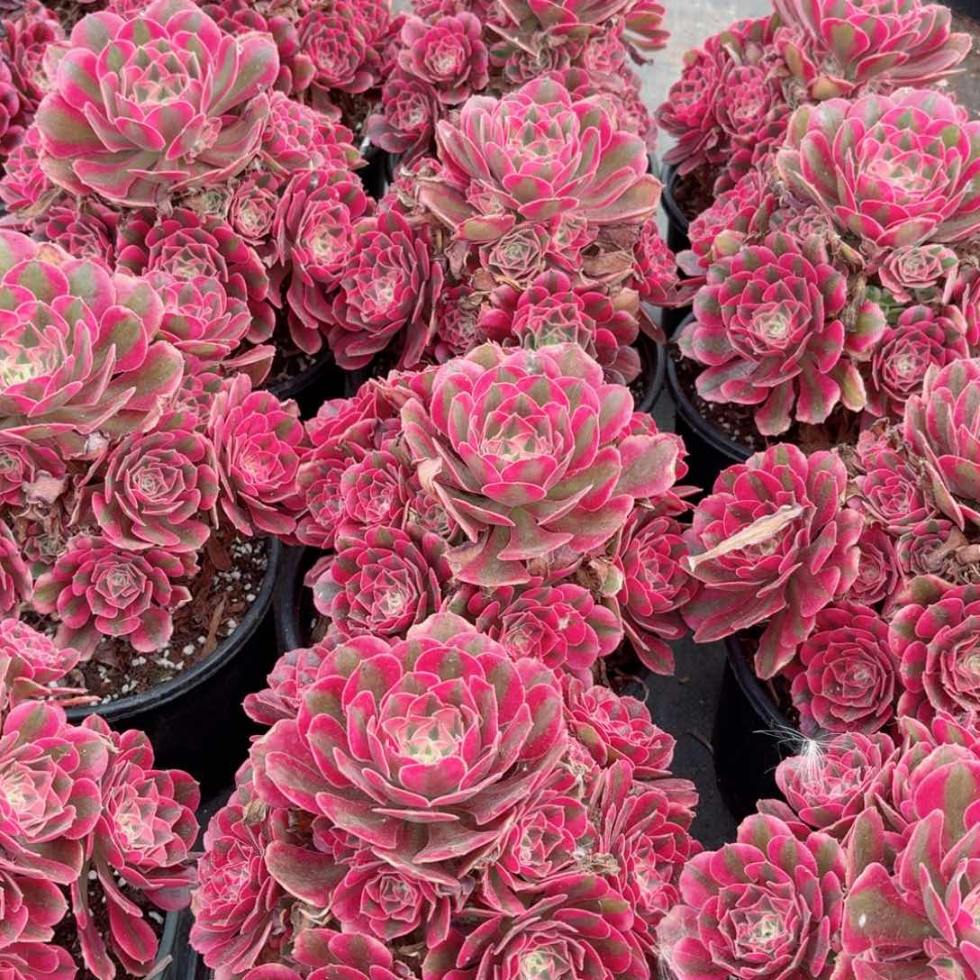 220粉女巫捧花多肉法师量拍一颗