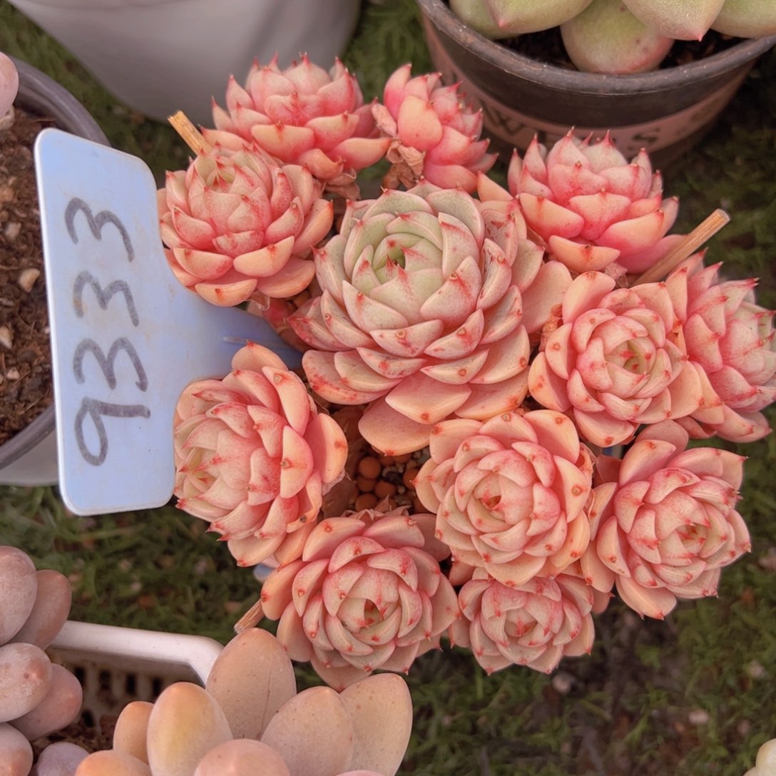 香玉的故事是一个人的故事