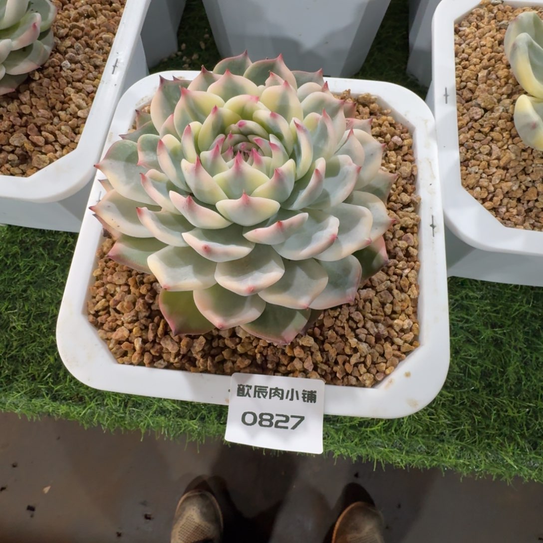 小***笔多肉植物吉娃娃锦0827