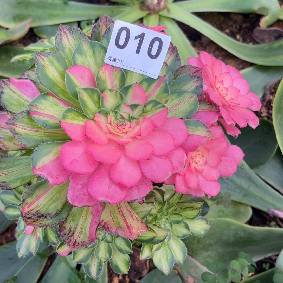 雨*精品多肉植物010