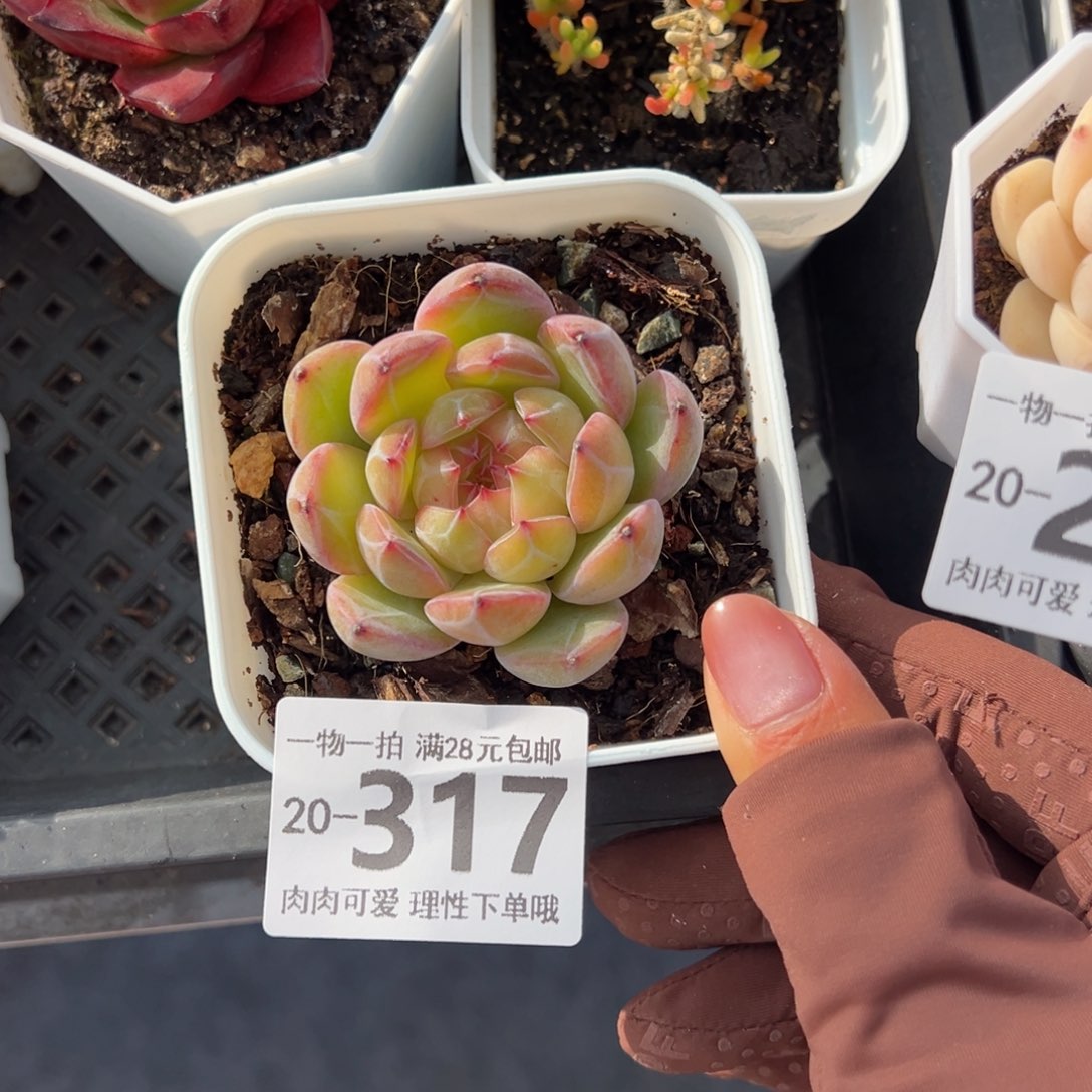 雪花珍妮多肉多肉多肉