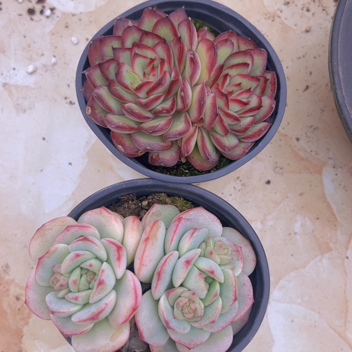 健健康康平平安安