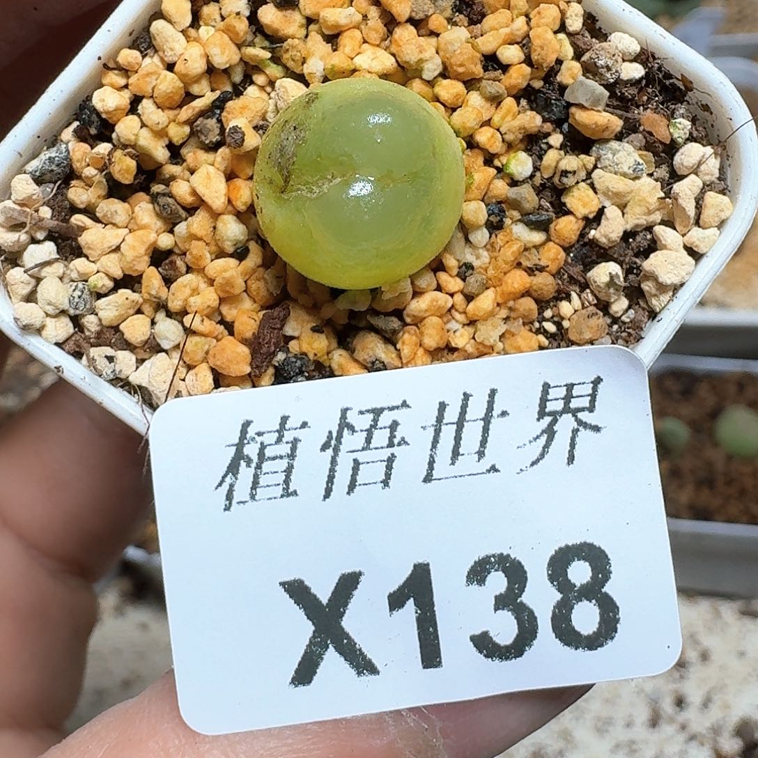 138号多肉植物哇哇我许