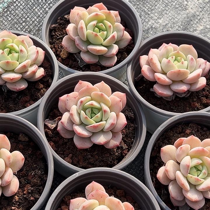      七盆  单头   香草